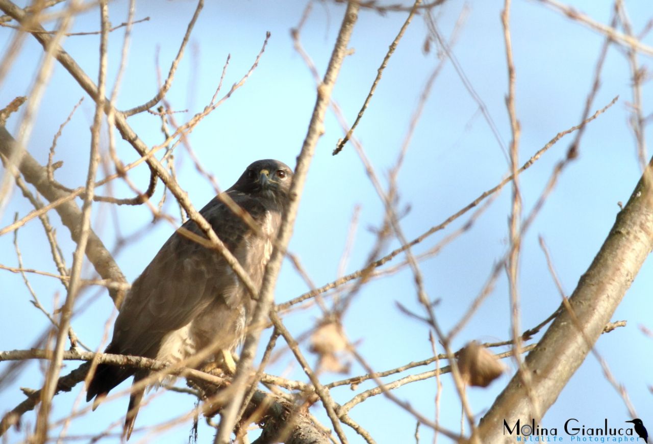 Il fiero sguardo della Poiana (Buteo buteo)